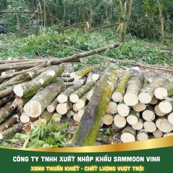 Củi Cao Su - Chất Đốt Lò Hơi