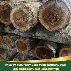 Tràm Bông Vàng(f1,f2,f3)